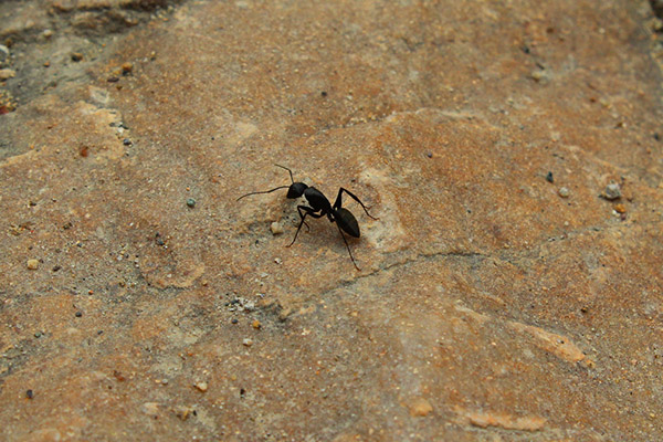 黑蚂蚁的作用与功效